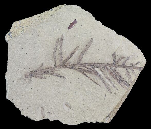 Metasequoia (Dawn Redwood) Fossil - Montana #62304